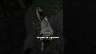 Кто из них шифа?😂#pug #шифа #собака #мопсы #pets