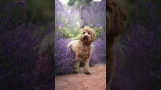 purple dream 💜♥💕 #shorts #rp_editor_tricks