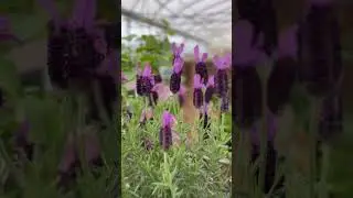 Deer Deterrents: 6 Plants That Won't Make the Menu