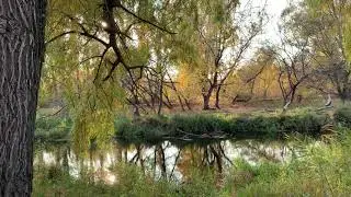 Звуки природы на берегу тихой речки .