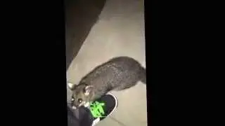Posse the Friendly Possum