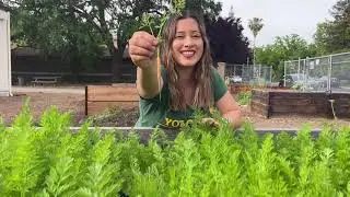 En la primavera, sembramos!