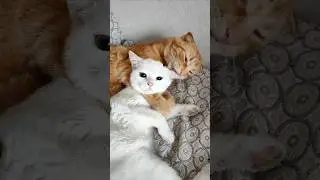 Заботливый кот😺❤