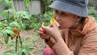 Tomato with Orange - Tomato Growing Fast Use Aloe Vera Boosting In Orange Fruit