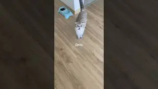 Немного о Лелике 😁