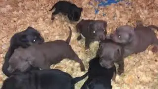 Bully puppies update! They are really starting to hurt me lol
