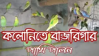 কলোনিতে পাখি পালন || কলোনিতে ১০ জোড়া বাজরিগার পাখি ছাড়লাম।