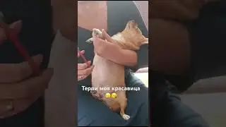 Чихуахуа #приколы #чихуахуа #dog #приколысживотными #собака #shortsvideo #shortvideo