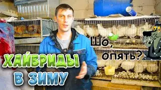 Who wants Hybrid Turkeys for the WINTER???