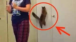 РАЗОБЛАЧАЮЩИЕ ФАКТЫ О КОТАХ