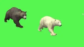 Brown bear and polar bear running on green screen no copyright !!