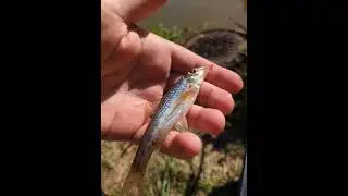 c'est quoi ce poisson ???