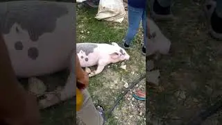 AKYAT NANG BUKID PARA BIBILI NANG BIIK