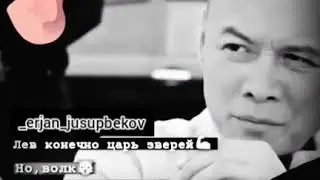 Лев конечно царь зверей, но волк не когда не вступает в цирке