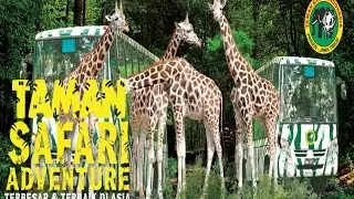 Adventure of Taman Safari II Prigen Pasuruan Indonesia