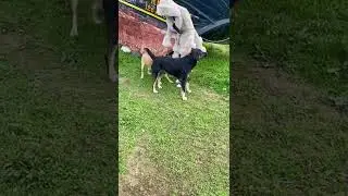 vohilola hilola pubg vo hilola men pubgni sevaman yoningdagi odamingni qandayligini bil comedy pubg