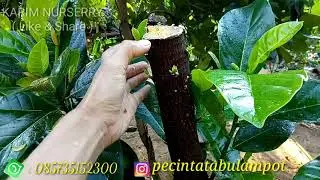 TIP & CARA MUDAH MEMBUAHKAN POHON  NANGKA,// easy way to produce jackfruit trees