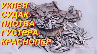 Уклея судак плотва густер краснопер - там очень много рыбы!!!