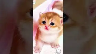 Cat lovers @Cat #cat #cat #cats