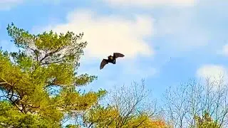 Bat Flies Daytime