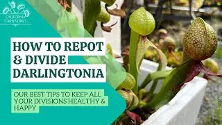 How to Repot and Divide Darlingtonia California Pitcher Plants