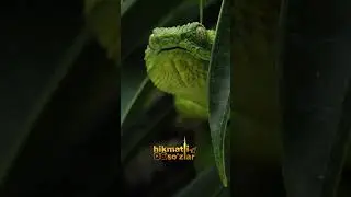 Илонларни ўлдиринглар!