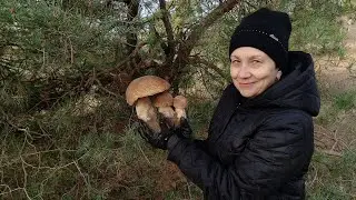 Любимые многими маслята и белые грибы в ноябре в Ростовской области.