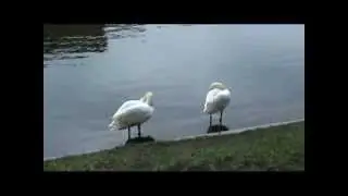 лебеди