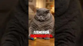 Они взяли самого толстого кота из приюта!