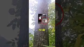 Tree House in China 😍