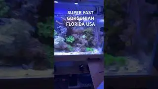 Reef Tank(FAST GROWING FLORIDA GORGONIAN) #reeftank #nanoreef