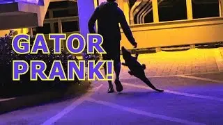 GATOR PRANK!!!