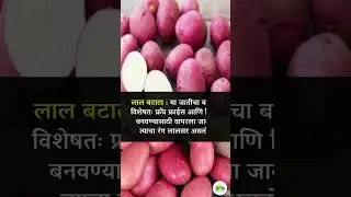 बटाट्यांच्या विविध जाती आहेत आणि प्रत्येक जातीचे वेगवेगळे गुणधर्म असतात