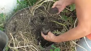 Картофель в скатах 2021 год. Наш эксперимент и урожай из 3-х клубней.