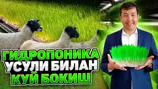 Гидропоника усули билан куй бокиш 