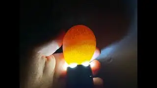 Овоскопирование индюшиного яйца. Первый овоскоп 7 день. Что показало?