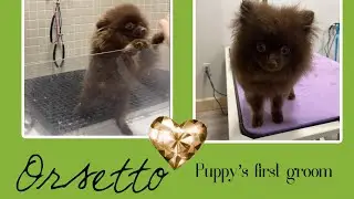 Pomeranian Pup first groom