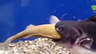 Чудо Юдо, рыба Кит