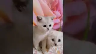 #шотландскиекотята #котята