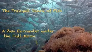 The Tranquil Dance of Fish: A Zen Encounter under the Full Moon