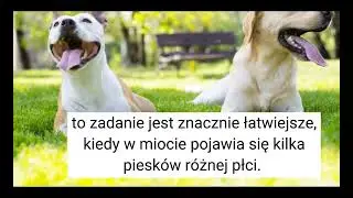 po czym poznać czy to pies czy suczka? 🐕