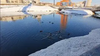 кормим уток