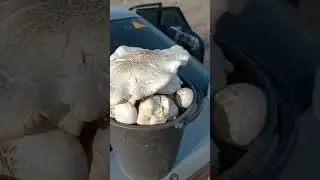 грибы декабрь Казахстан