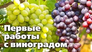 Виноград на Урале.  Когда раскрывать, как формировать, чем обработать
