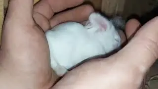 Сколько крольчат у Ночки??? Откуда он такой взялся???