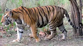 Bengal Tiger Sound Effects