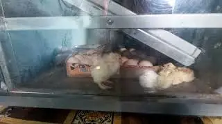 брама