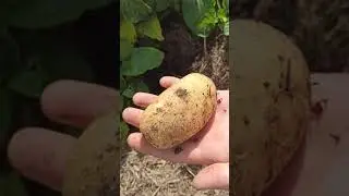 Ранняя картошка -сбор