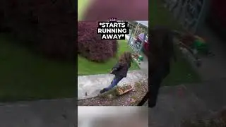 She Tried to Bring Her Cat Inside… Then It Chased Her Over the Fence 😭 