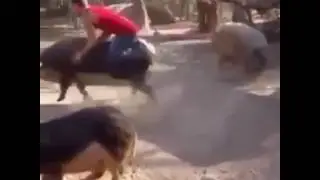 7 Running in the piggies